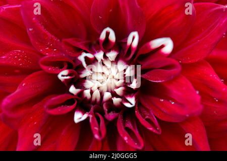 Photo macro d'un fond rouge de fleur de dahlia. Banque D'Images