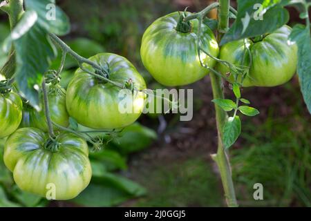 Libre groupe de tomates en serre de plus en plus vert. Banque D'Images