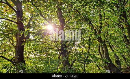 Belle forêt panorama avec lumière du soleil qui brillait à travers les arbres Banque D'Images