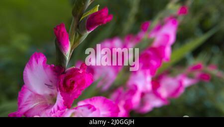 Gros plan d'un gladiolus rose. Banque D'Images