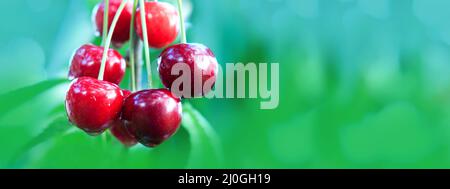 Cerises accrochées à une branche de cerisier dans le jardin. Banque D'Images