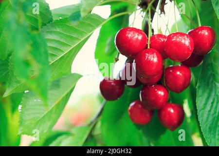 Cerises accrochées à une branche de cerisier dans le jardin. Banque D'Images