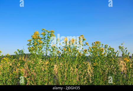 Fleurs sauvages jaunes sur la prairie d'été. Banque D'Images