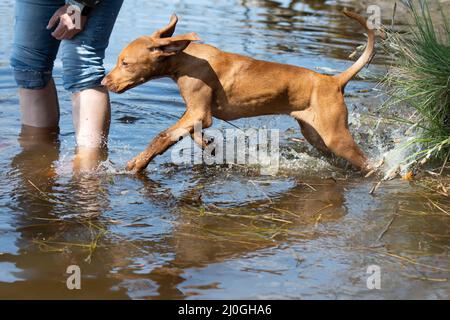 Le chiot de chien de chasse coule dans l'eau Banque D'Images