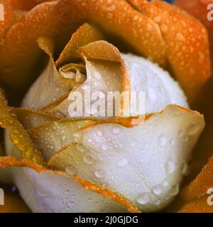 Rose jaune gros plan avec gouttes d'eau. Banque D'Images