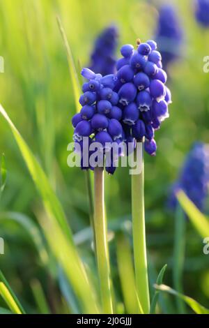 Jacinthes de raisin avec leur bleu merveilleux entre le vert luxuriant de l'herbe fraîche. Banque D'Images