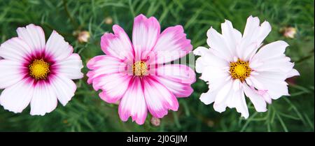 Fleurs de cosmos roses et rouges dans le jardin isolé sur le vert. Banque D'Images