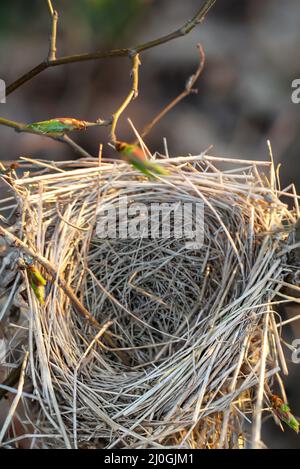 Un songbird vide niche dans les branches d'un Bush. Banque D'Images