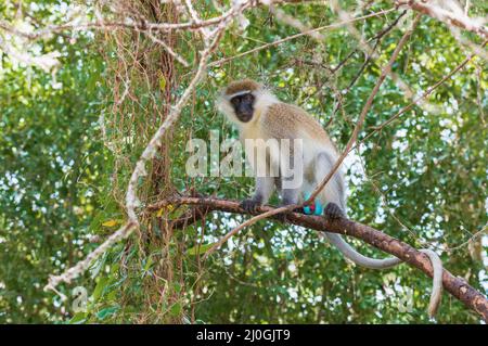 Un singe dans le Lac Chamo, Ethiopie Banque D'Images