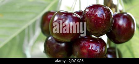 Grandes cerises mûres isolées sur fond vert. Banque D'Images