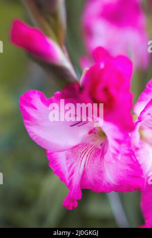 Gros plan d'un gladiolus rose. Banque D'Images