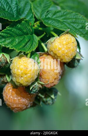 Gros plan de la branche de framboise jaune avec baies mûres au soleil. Banque D'Images