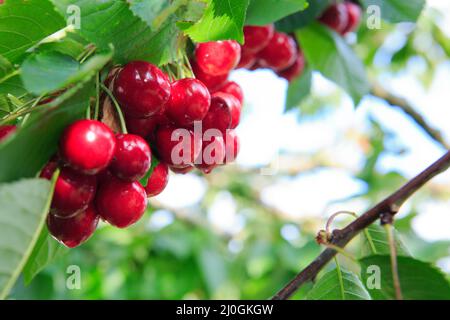Cerises accrochées à une branche de cerisier dans le jardin. Banque D'Images
