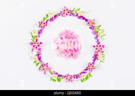 Cadre rond de fleurs d'aquilegia rose et d'herbe verte et un pivoine rose au milieu sur un fond blanc vue du dessus Banque D'Images