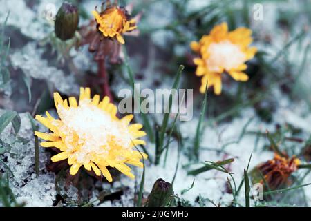 Les premières fleurs pissenlits sous la neige au printemps. Banque D'Images