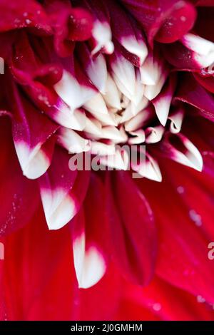 Photo macro d'un fond rouge de fleur de dahlia. Banque D'Images