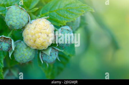 Gros plan de la branche de framboise jaune avec baies mûres au soleil. Banque D'Images