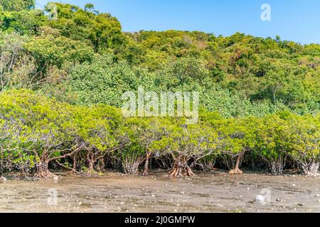 Mangroves le long de l'eau salée turquoise Banque D'Images