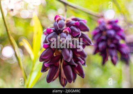 La fleur exotique violette dans le parc national de la forêt tropicale de Yanoda Rain sur Hainan en Chine Banque D'Images