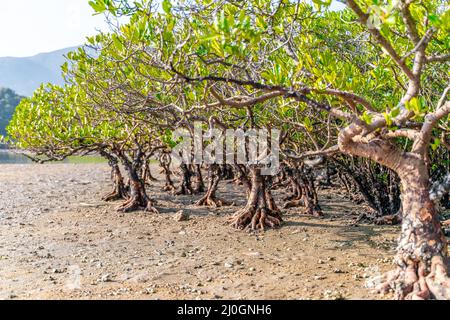 Mangroves le long de l'eau salée turquoise Banque D'Images