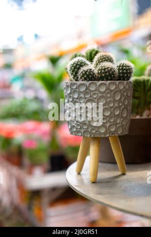 Joli pot à fleurs avec pousses de cactus, décoration intérieure. Maison décorative plante exotique mammillaria cactus avec des épines, fond de carte postale Banque D'Images