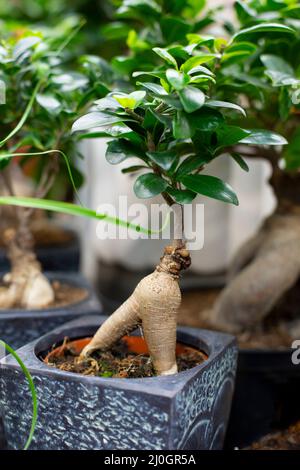 Naturel bonsaï ficus microcarpa Ginseng plante en pot ornementale semblable à l'homme pour la décoration intérieure Banque D'Images