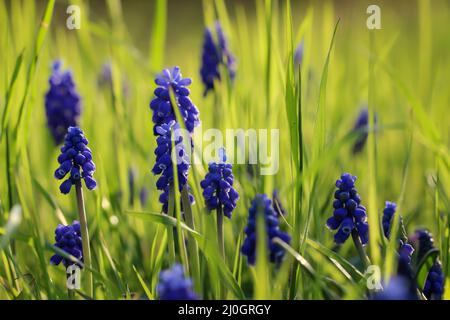 Un bokeh avec beaucoup de jacinthes de raisin bleu dans un pré. Banque D'Images