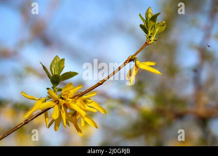 Les belles fleurs jaunes d'une forsythia au printemps. Banque D'Images