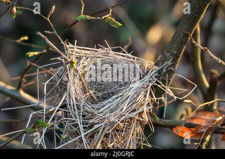 Un songbird vide niche dans les branches d'un Bush. Banque D'Images