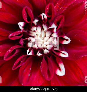 Photo macro d'un fond rouge de fleur de dahlia. Banque D'Images