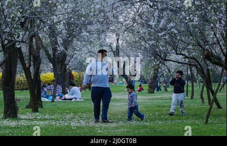 Cachemire, Inde. 19th mars 2022. 19 mars 2022, Srinagar, Jammu-et-Cachemire, Inde: Les gens profitent de fleurs d'Almond au jardin de Badamwaer le 19 mars 2022 à Rainawari, district de Srinagar du Cachemire administré par l'Inde. Crédit : ZUMA Press, Inc./Alay Live News Banque D'Images