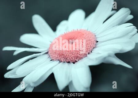 Photo macro d'une fleur de pâquerette blanche isolée sur le gris. Banque D'Images