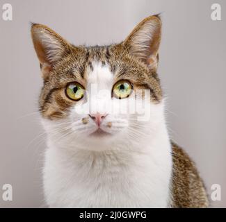 Portrait de chat mignon avec de grands yeux verts Banque D'Images