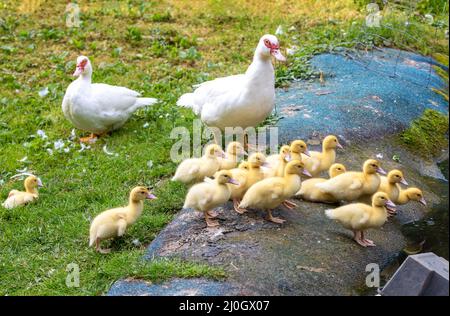 Petits canetons mignons au printemps Banque D'Images