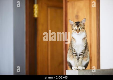 Chat domestique affamé patiemment attendant devant la porte de la maison et regardant la caméra. Thèmes vie domestique avec les animaux de compagnie. Banque D'Images