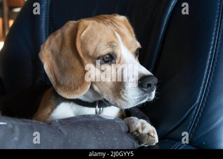 Joli beagle allongé sur un canapé relaxant Banque D'Images