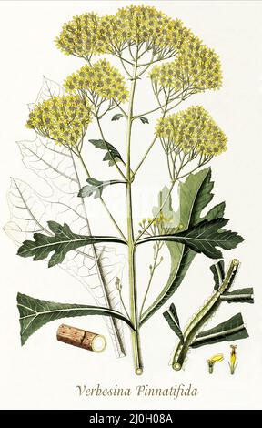 Une illustration de la fin du siècle 18th de Verbesina pinnatifida (peut-être) aka Verbesina greenmanii de la famille des Asteraceae. De 'Plantarum rariorum horti caesari schoenbrunnensis', publié en 1797, décrivant les plantes cultivées dans le jardin royal du Palais de Schönbrunn près de Vienne. Compilé par Nikolaus Joseph Freiherr von Jacquin (1727-1817), un scientifique néerlandais qui a étudié la médecine, la chimie et la botanique. Banque D'Images