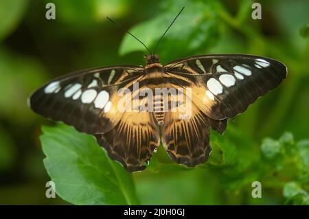 Wye Valley Butterfly Zoo, Symonds Yat, Angleterre, Royaume-Uni Banque D'Images