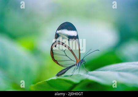 Papillon laconant, zoo Wye Valley Butterfly, Symonds Yat, Angleterre, Royaume-Uni Banque D'Images