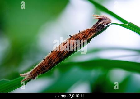 Pupa, zoo aux papillons de Wye Valley, Symonds Yat, Angleterre, Royaume-Uni Banque D'Images