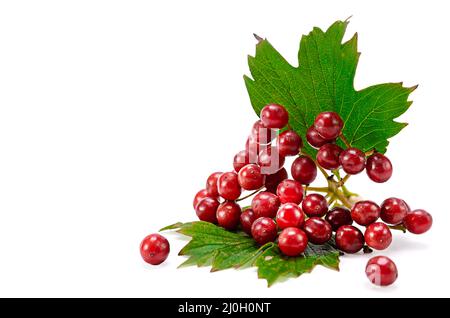 Fruits de viburnum Banque D'Images