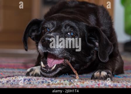 Chien mâchant sur l'os de mastication - gros plan des os de chien de récompense Banque D'Images