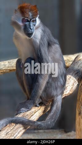 Rouge-couronné-Mangebey/n(Cercocebus-torquatus-torquatus) est assis sur un arbre. Karlsruhe, Allemagne, Europe Banque D'Images