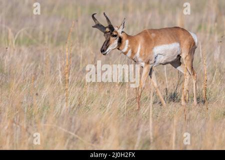 Pronghorn dans le domaine d'Antelope Island SP, Utah Banque D'Images