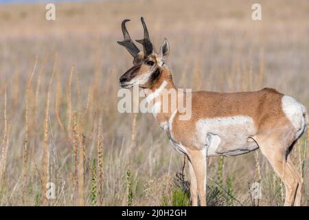 Pronghorn dans le domaine d'Antelope Island SP, Utah Banque D'Images