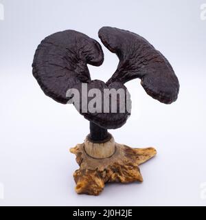 Antique chinois Lingzhi champignon Specimen sur un stand Stag Antler. Objet du chercheur de la dynastie Qing Banque D'Images