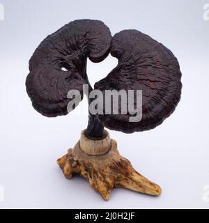 Antique chinois Lingzhi champignon Specimen sur un stand Stag Antler. Objet du chercheur de la dynastie Qing Banque D'Images