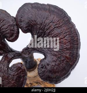 Antique chinois Lingzhi champignon Specimen sur un stand Stag Antler. Objet du chercheur de la dynastie Qing Banque D'Images