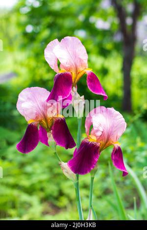 Magnifiques iris violets fleurs sur fond vert naturel gros plan Banque D'Images