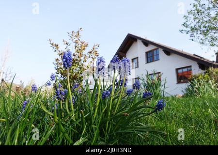 Jacinthes de raisin (Muscari sp) sur la pelouse dans le jardin Banque D'Images